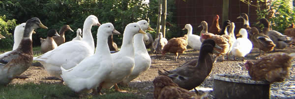 Geese and Ducks at Linleys Farm Holiday Cottages